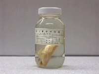 藏品(凱氏棘花鱸)的圖片